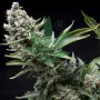 Насіння конопель NEW YORK CITY feminised від Pyramid Seeds